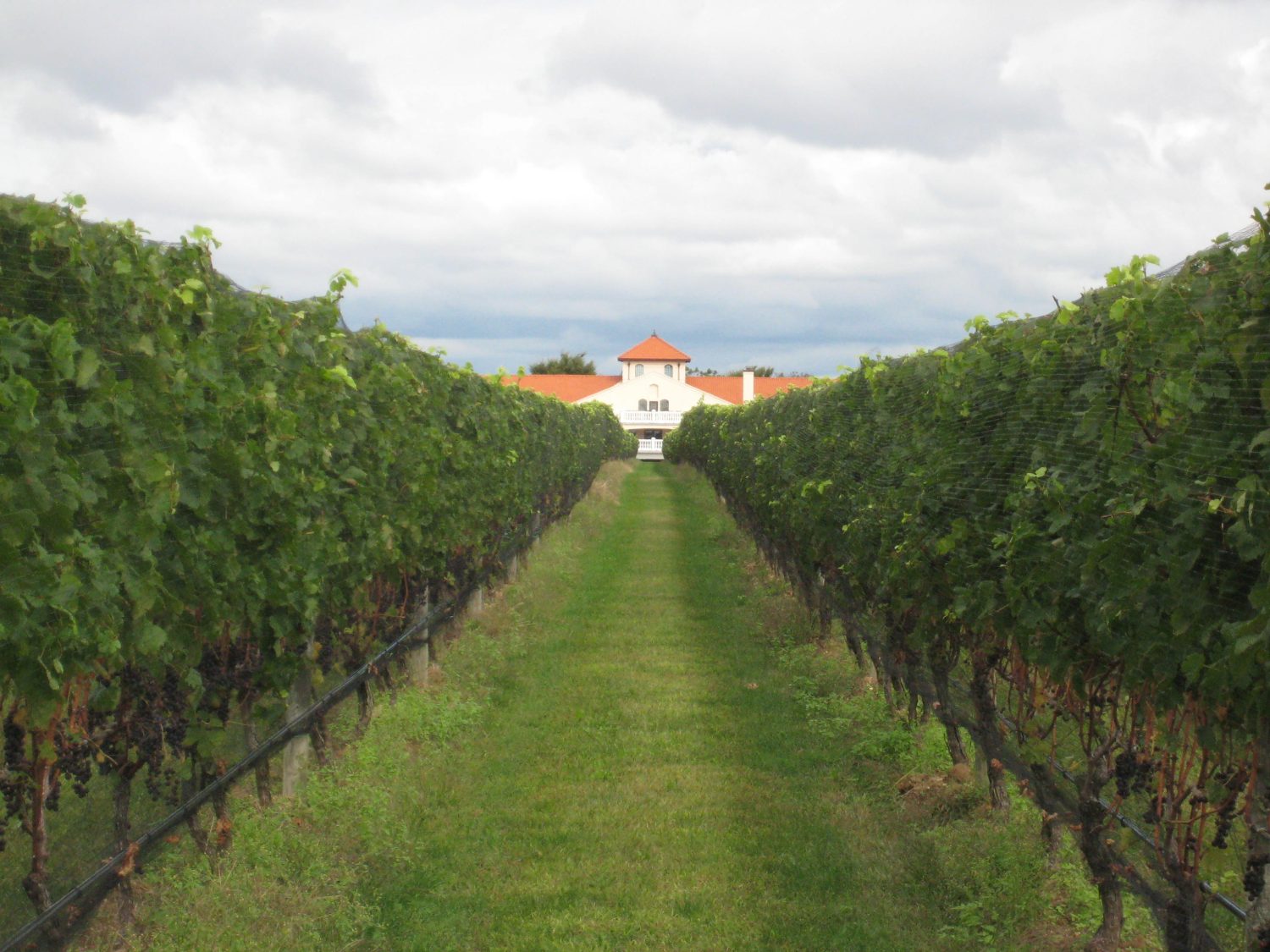 Raphael Vineyard